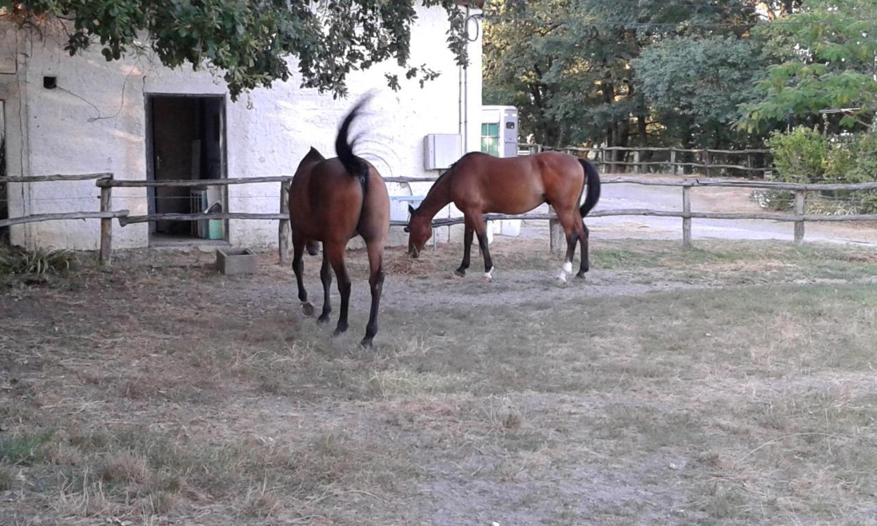 Ferme Equestre Des Abrons Villa Pailloles Exterior photo